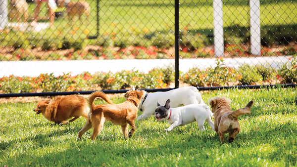 Dog Park at Quail Creek